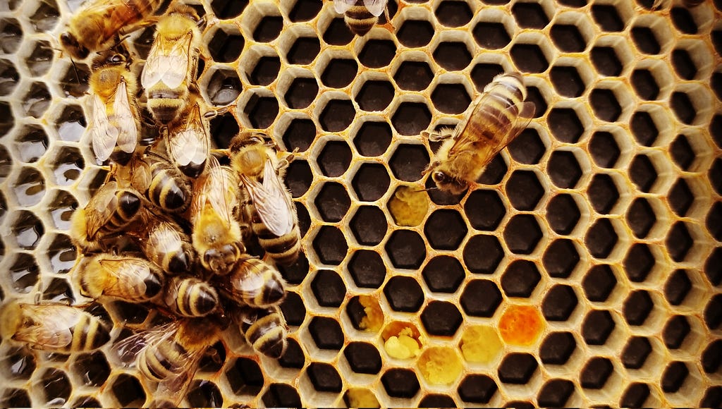 Picture of bees on a honeycomb