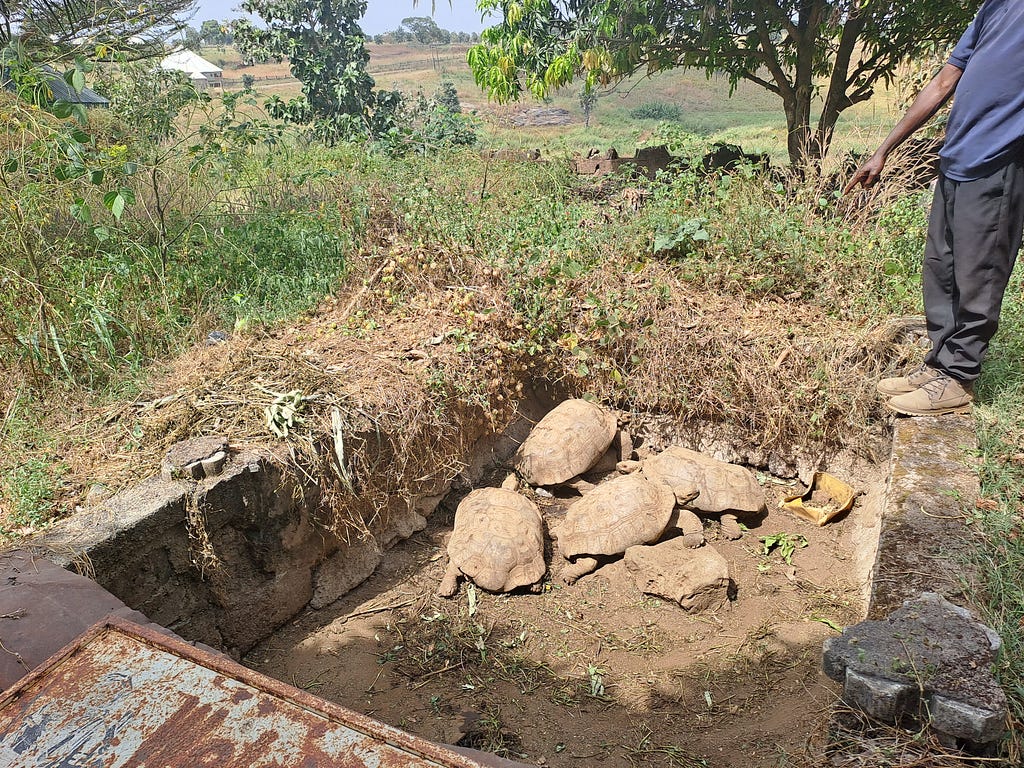 A random picture of 4 tortoises in a pit at Fantswam Resort in Kafanchan, Kaduna state.