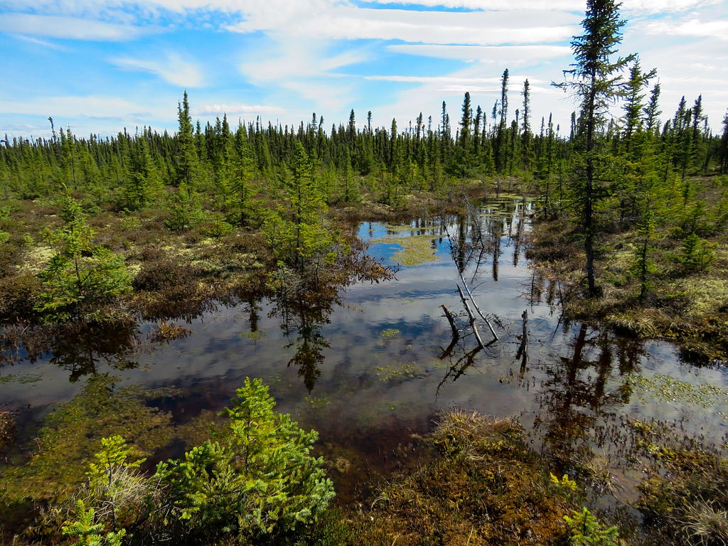 Landscape of standing water reflecting the sky, low tundra, short spruce trees, and bog.