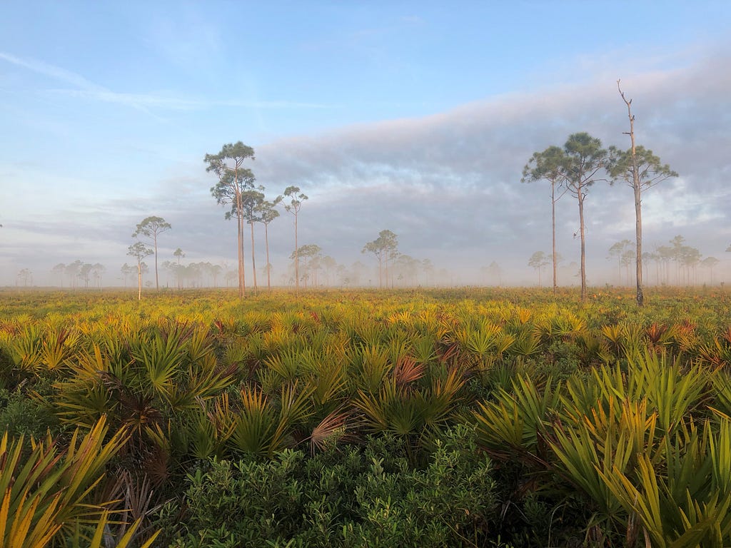 A foggy morning in fire-maintained Florida scrub habitat. Distant slash pines emerge from a palmetto and oak understory.