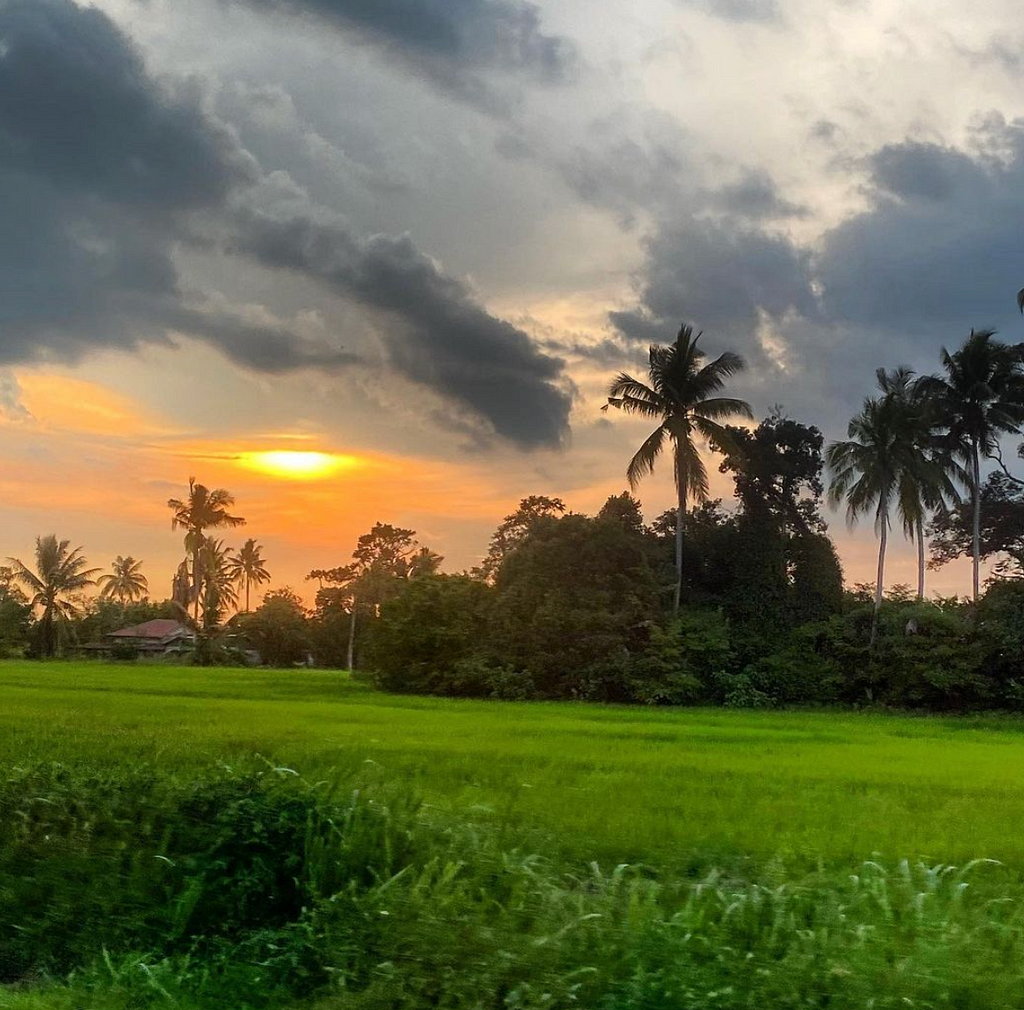 Tropical countryside sunset with palm trees