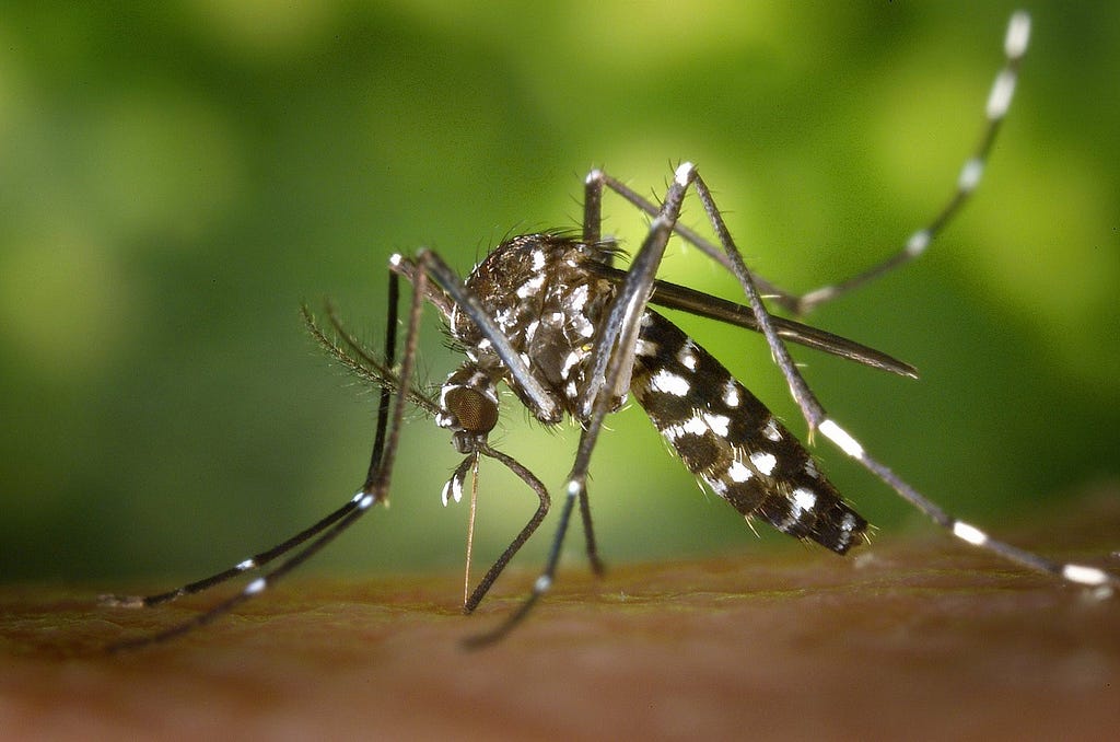 A close-up of a mosquito.