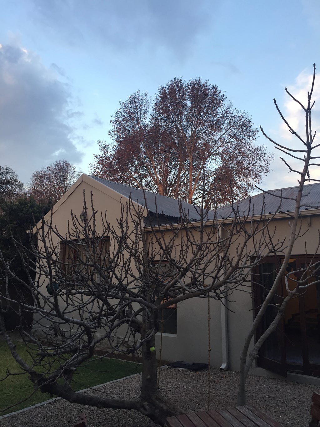 The fig tree without leaves in winter.