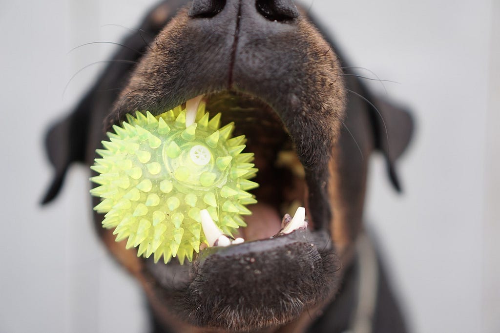 a dog chewing with a ball