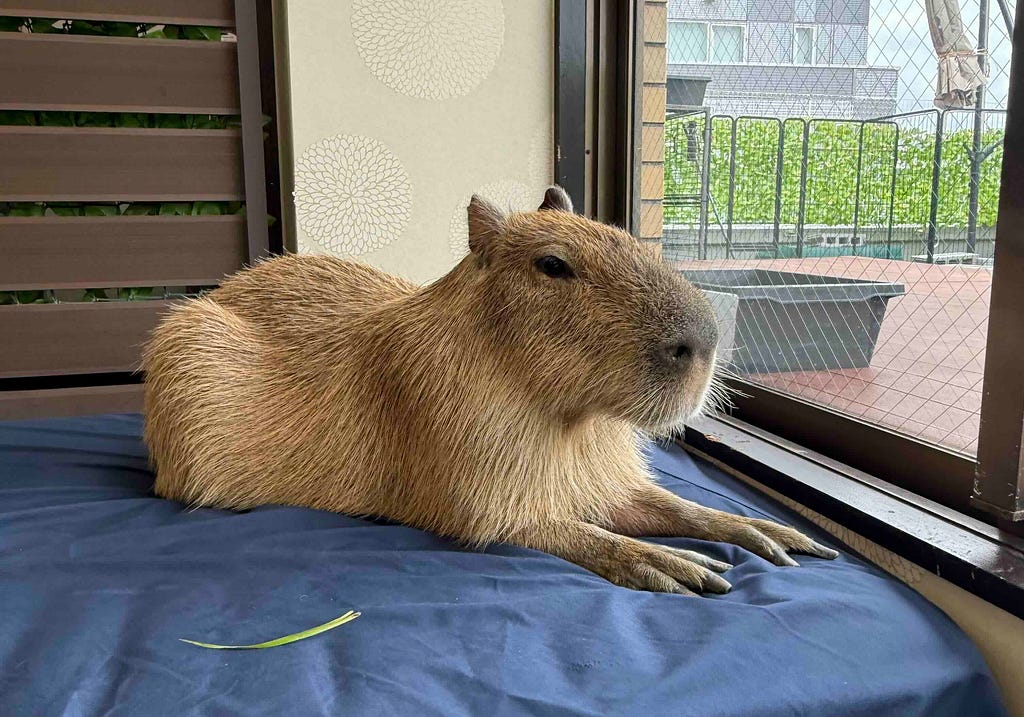 A capybara resting indoors on a blue cushion near a window, with greenery visible outside and a single blade of grass beside it.