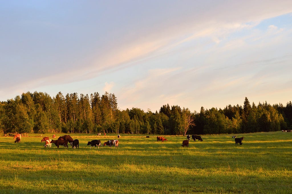 cows grazing in a green pasture with a coniferous forest and blue sky in the background