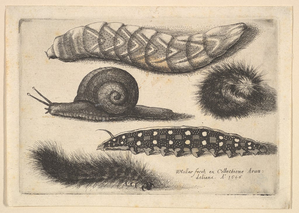An etching of a fat caterpillar with patterned skin above, two hairy caterpillars, a snail on left and caterpillar with dotted skin moving to left below.