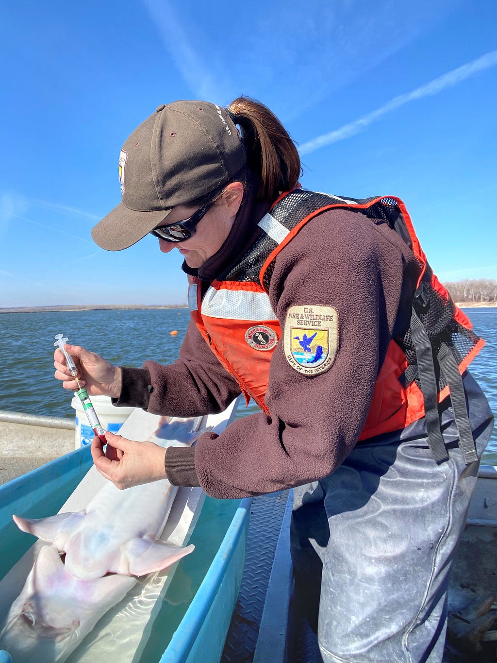 Women taking blood from a pallid sturgeon