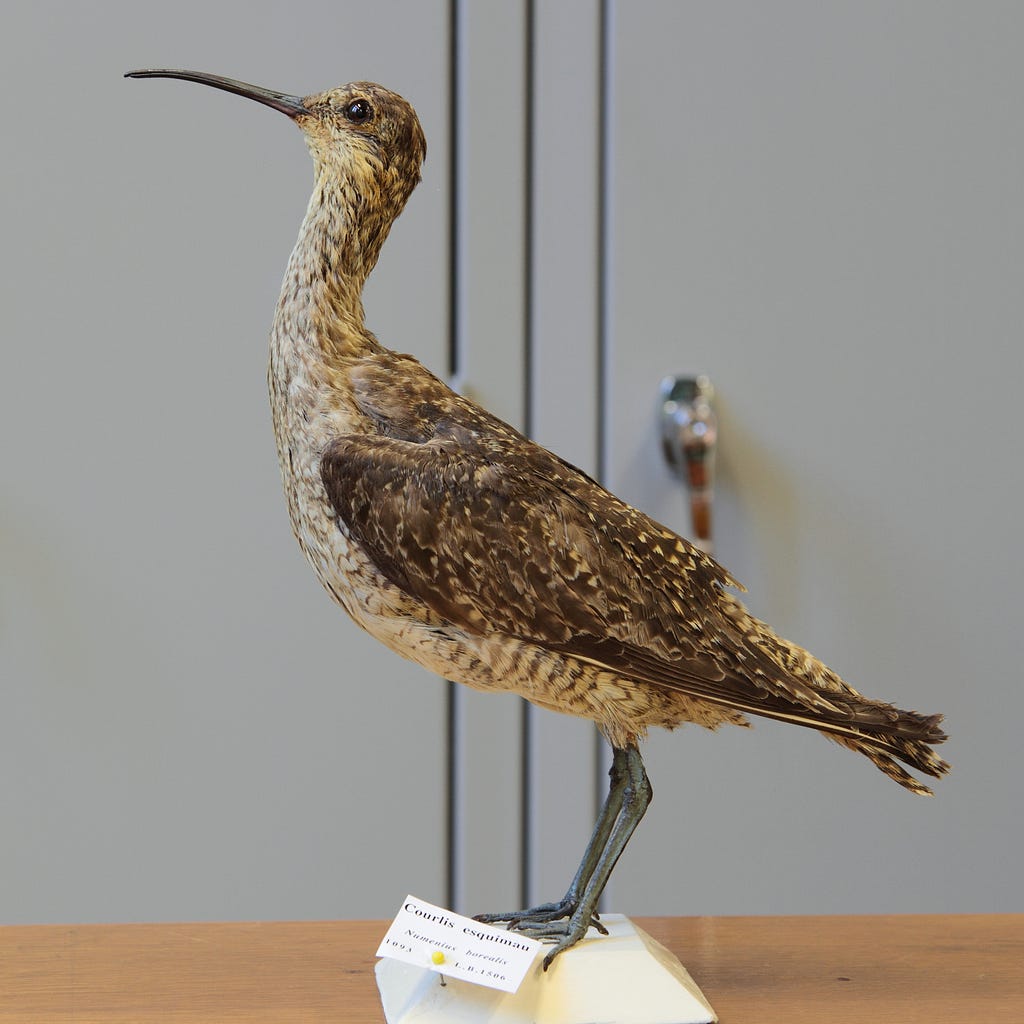 a stuffed eskimo curlew standing up in a building