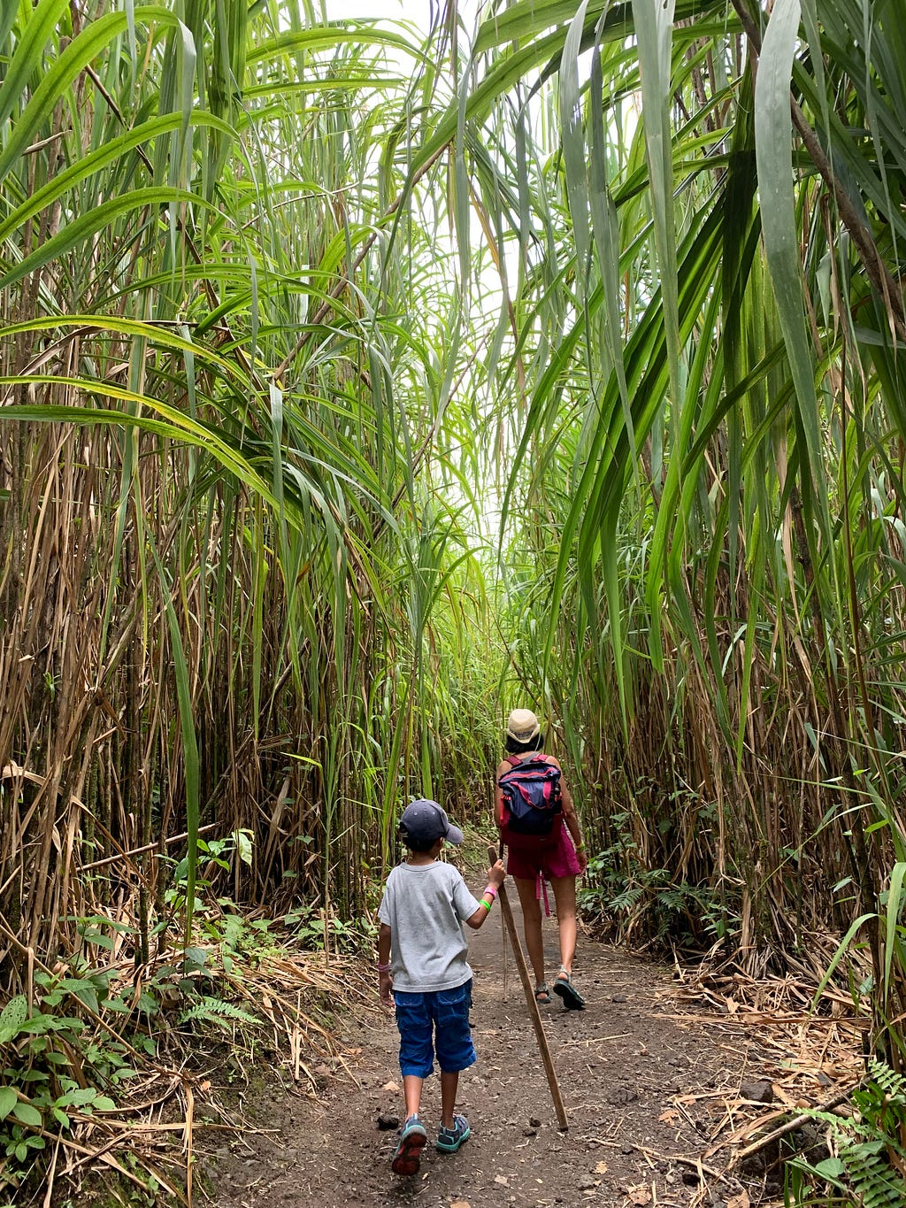 A boy and his mother hiking through a narrow pathway of tall bamboo