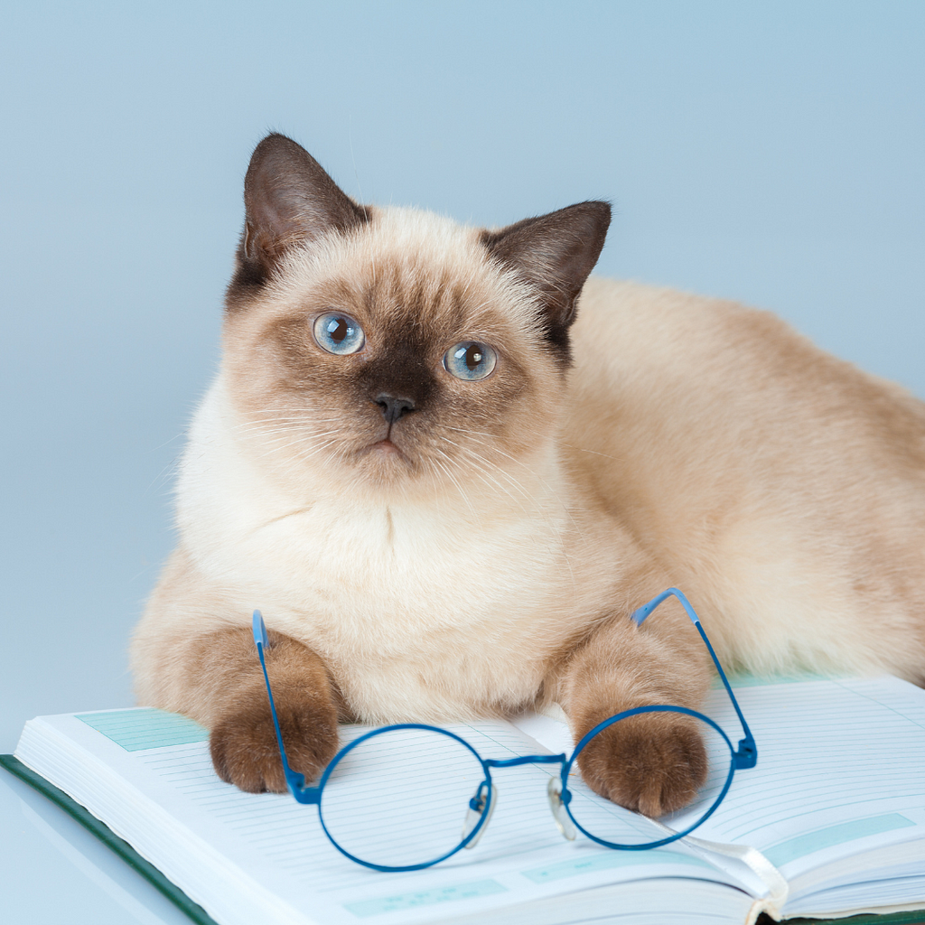 Cat with glasses and a book