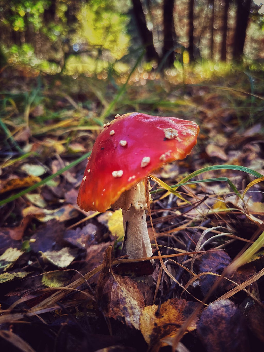 A red and white toadstool in the forest.