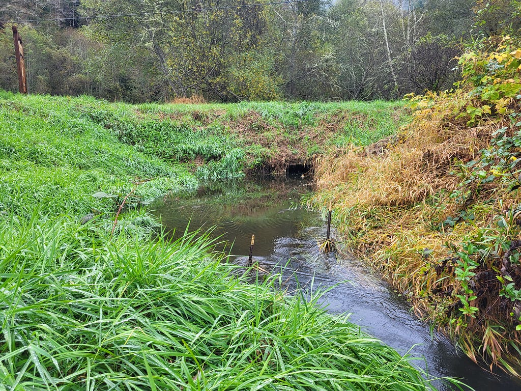 creek amid greenery