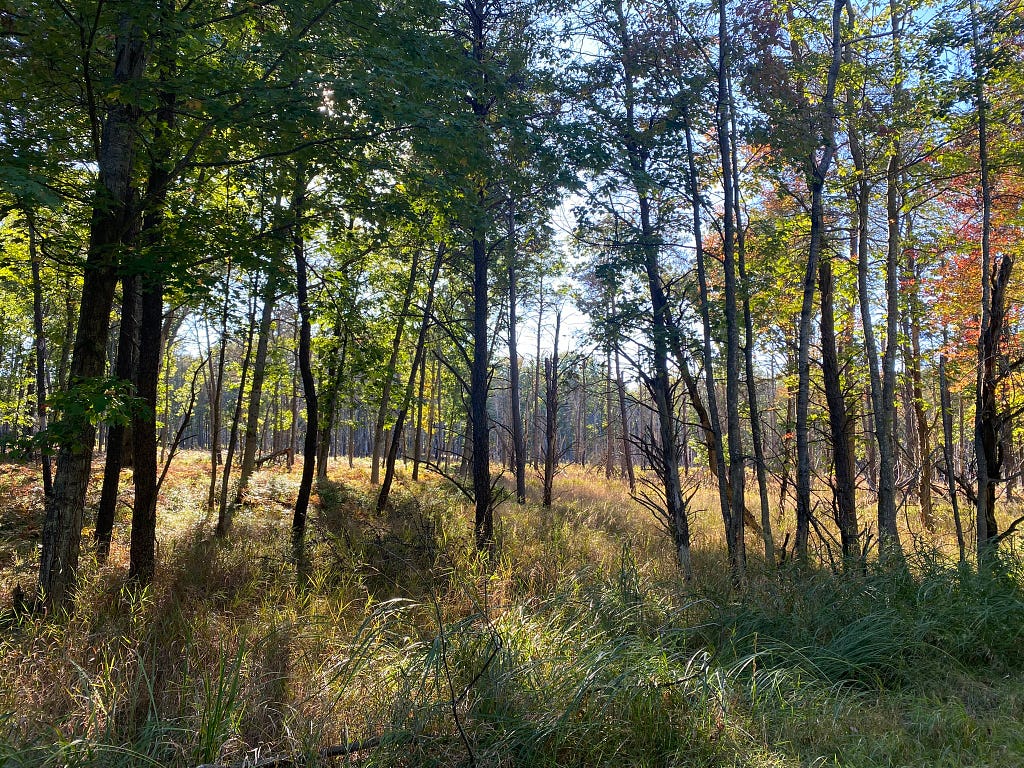 Forest in late September by Lisa Thorne