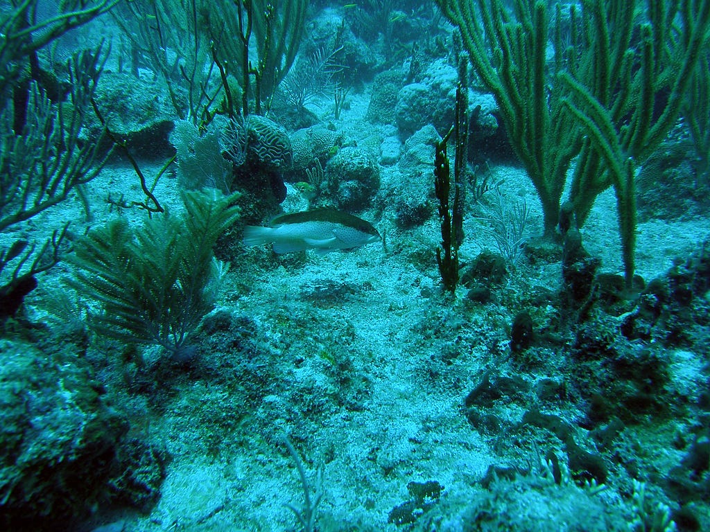 Underwater Object Segmentation Using MonkAI