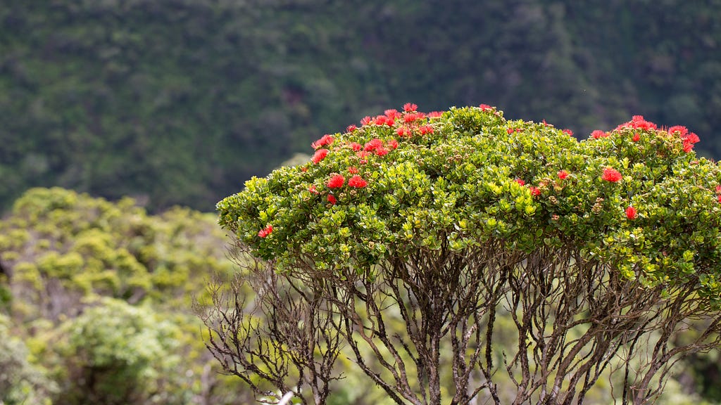 Photo of ʻōhiʻa (Metrosideros polymorpha) canopy with green leaves and bright red blossoms.