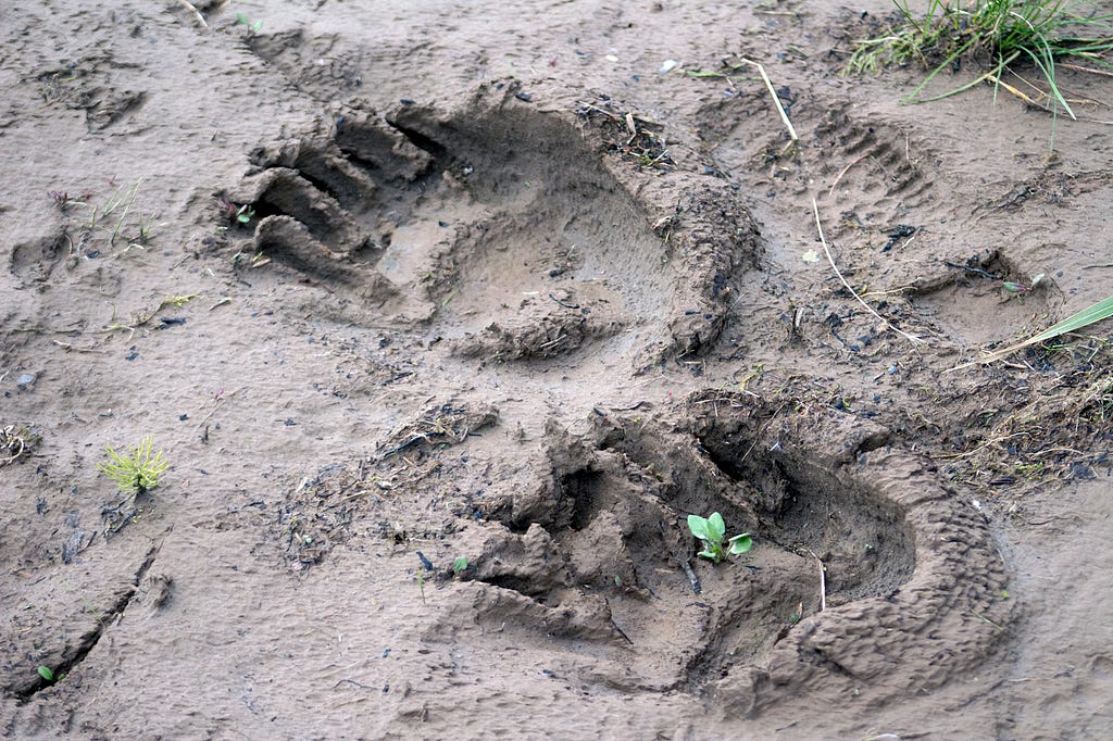 brown bear tracks in mud