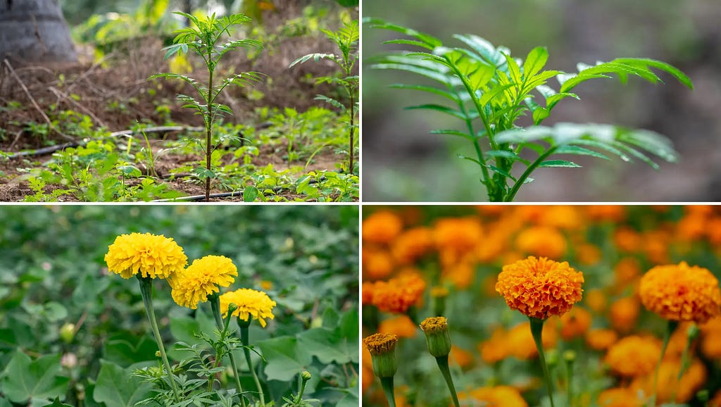Marigold images at NaturePicStock by PrivinSathy