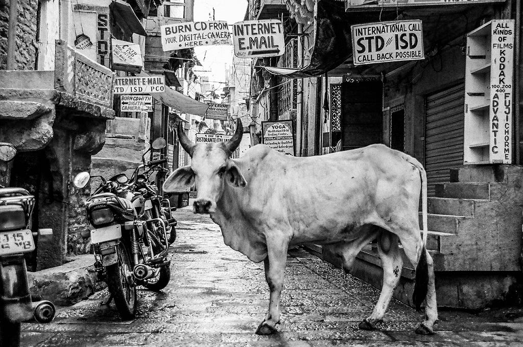 An abandoned cow in the streets of India