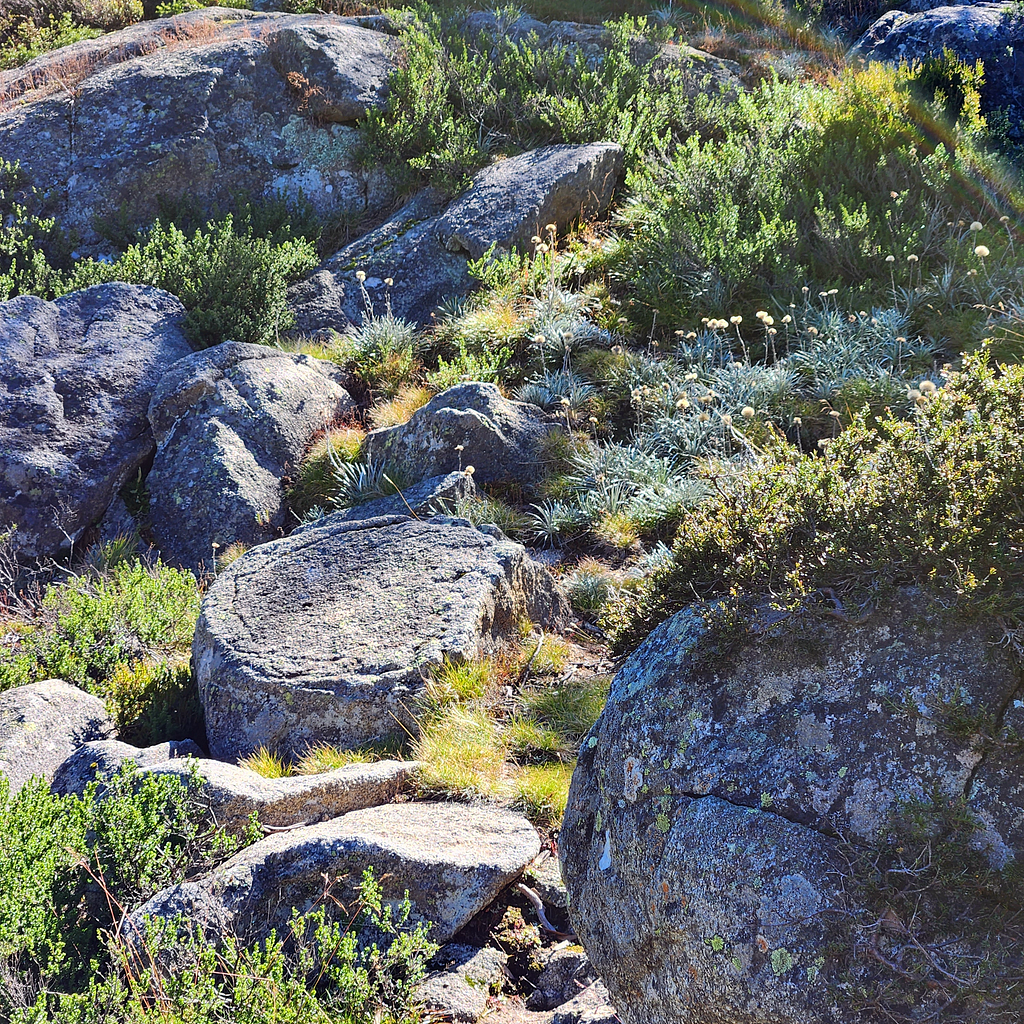 A close-up view of the alpine landscape at Charlotte Pass showing granite rocks and various shrubs, grasses, herbs, and ferns