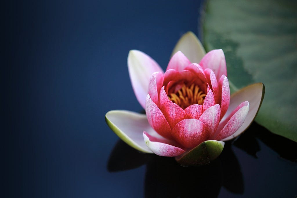 a bright pink lotus flower floating on dark blue water with a green lily pad on the top right corner.