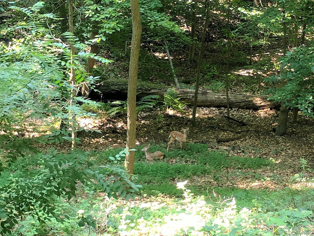 Photo of several young deer in the author’s backyard