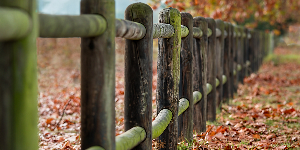 A fence with moss in the middle of a field of autumn leaves