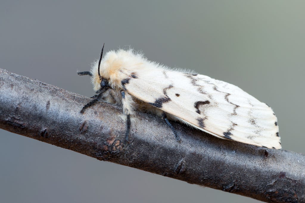 An adult gypsy moth perched on a branch.