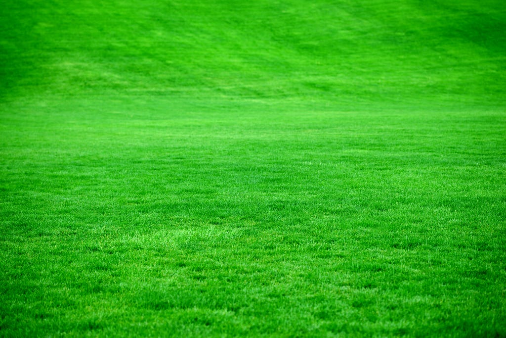 A photo of grass