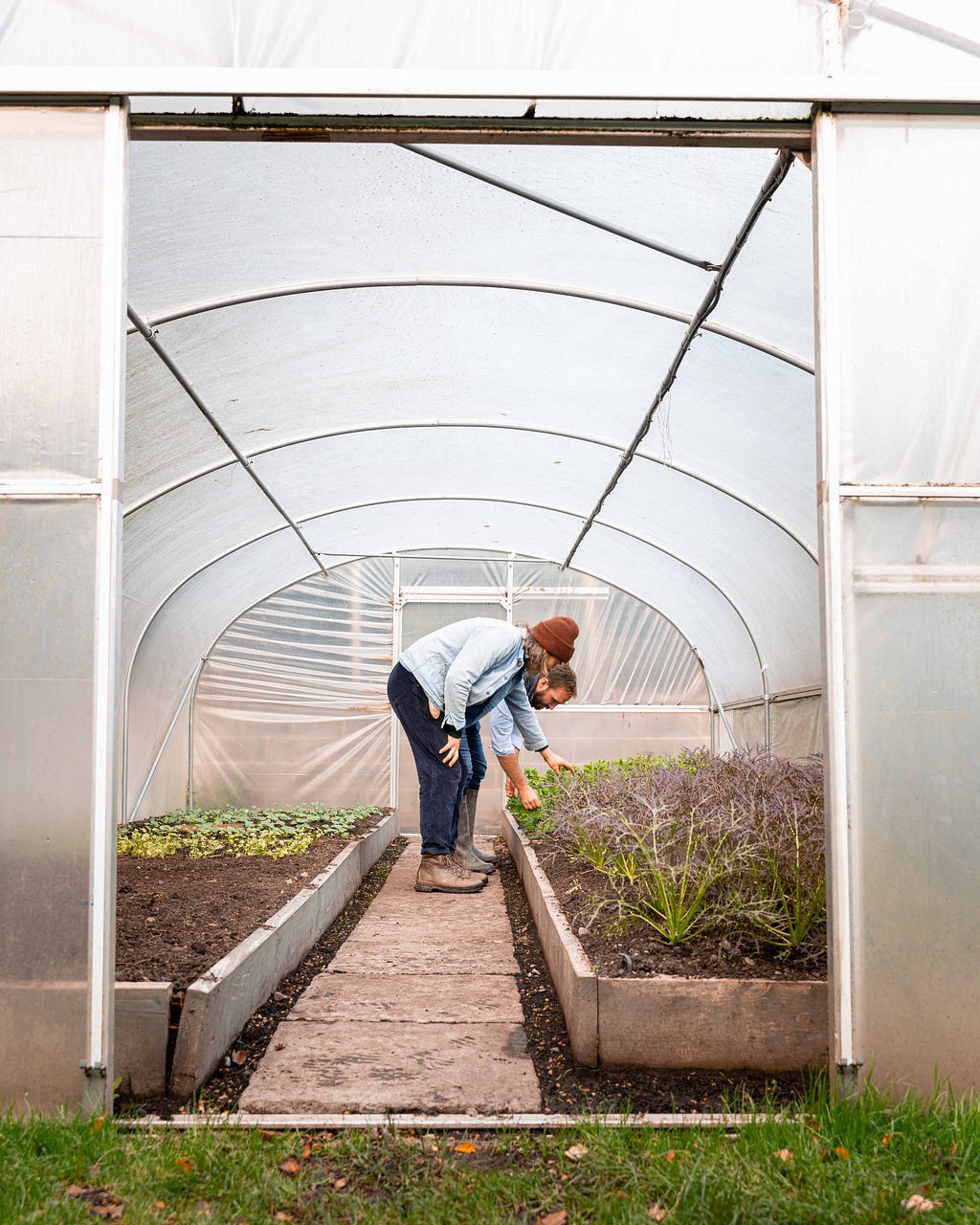 Handpicking fresh produce in a greenhouse garden ready for restaurant dishes, photographed by Food Story Media digital agency