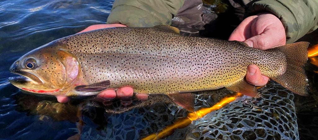 A trout held above a net with a lot of spots