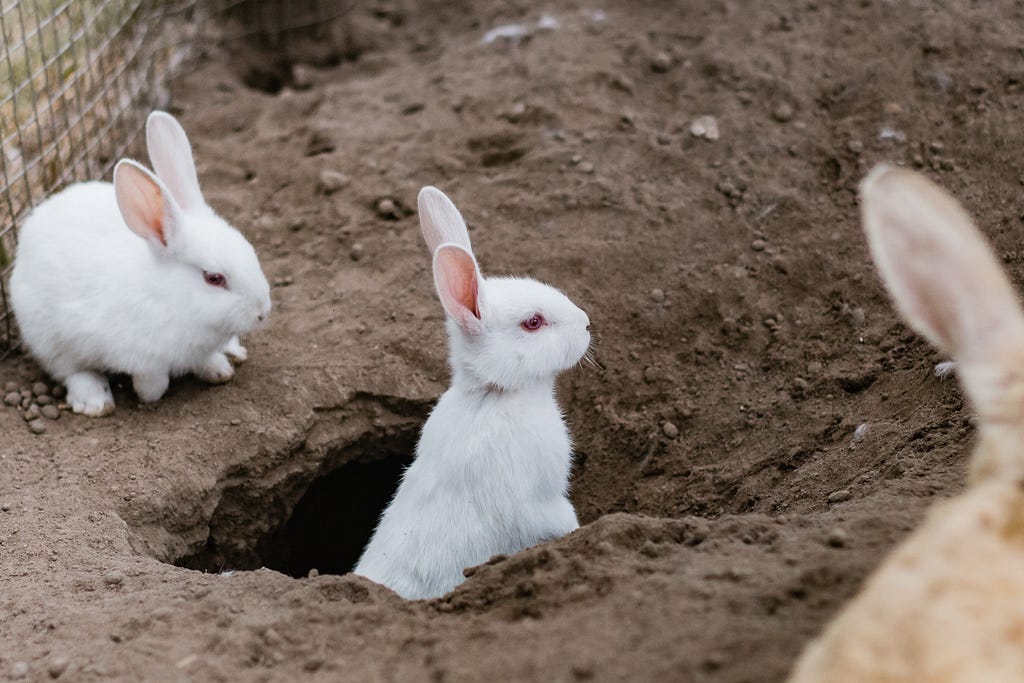 white bunny pops out of a hole, another white bunny sits beside