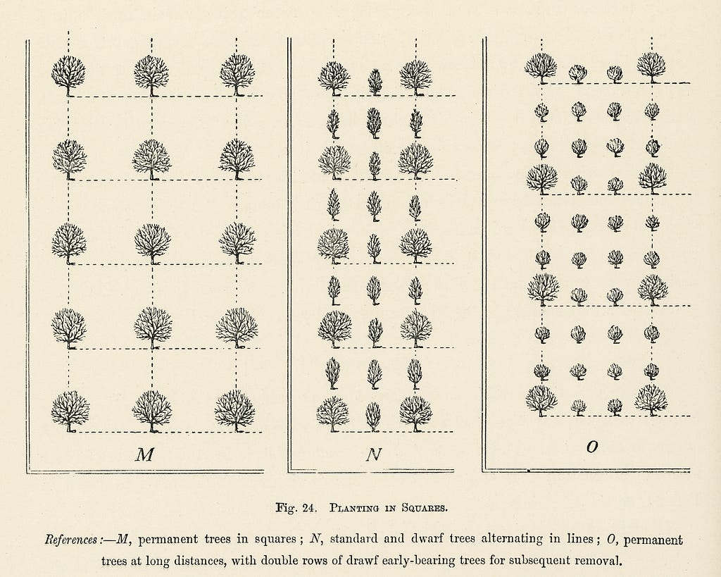 Laying out plants on a field