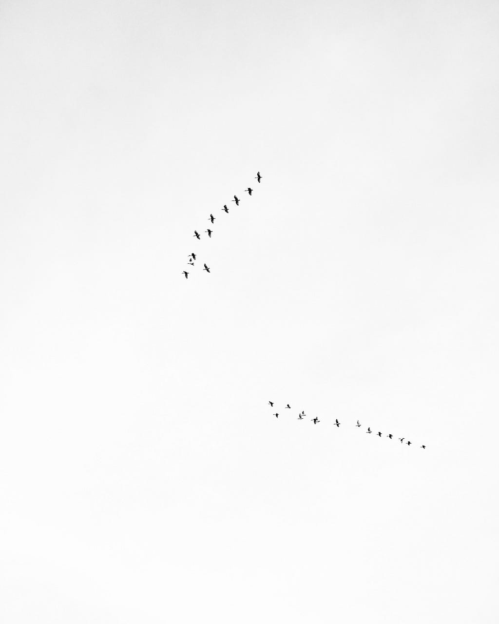 Birds fly across the sky