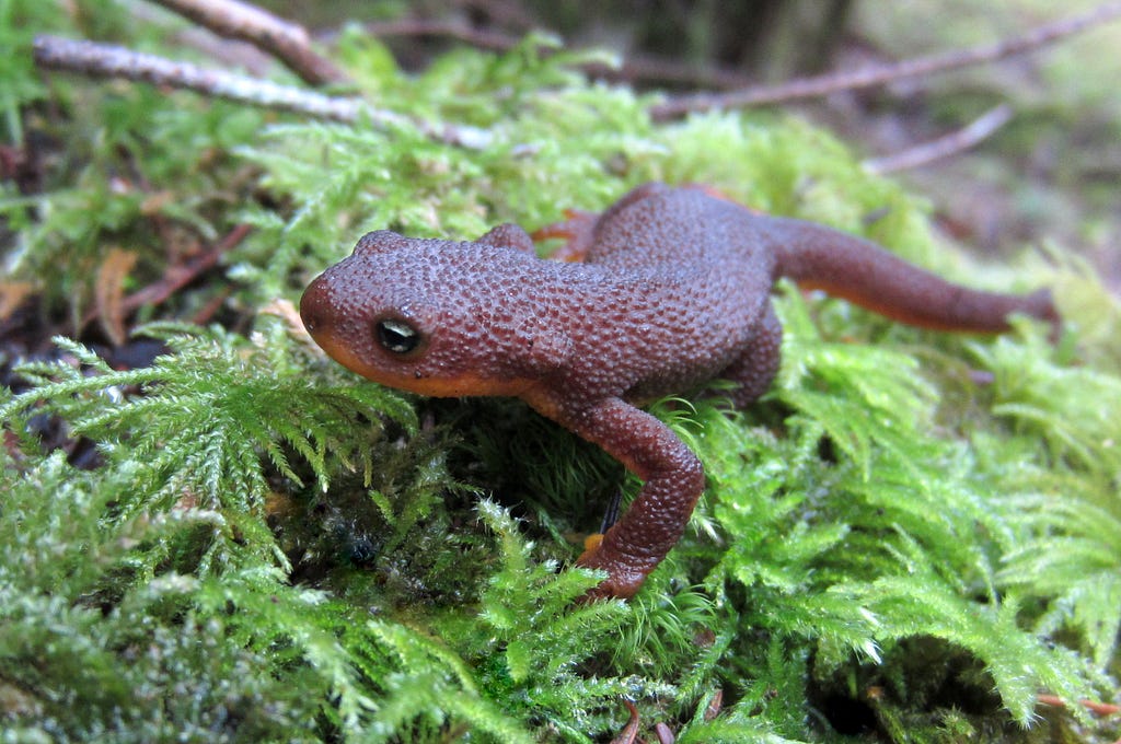 A rough-skinned newt on moss and ferns.