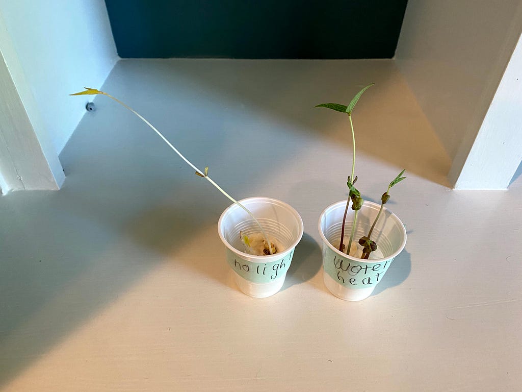 Seedlings grown from beans in damp paper towels, in two separate cups labeled in a child’s handwriting. One cup is labeled “no light,” and the seedling in it is limp and pale. The other cup is labeled “water heat,” and the seedling in it is strong and vibrant.