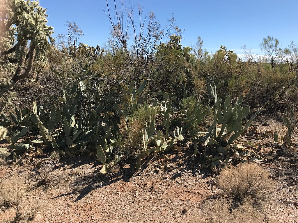 Desert landscape with desert plants