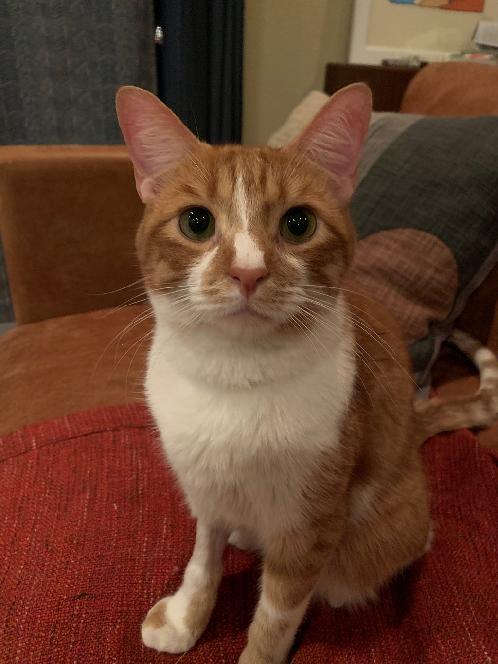 An orange and white cat sitting on a leather couch stares into the camera.