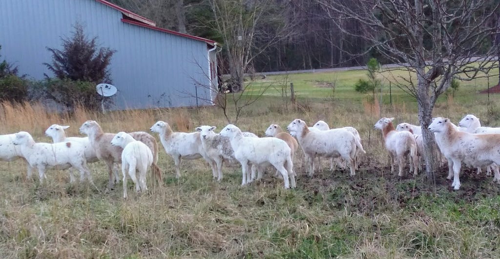 Flock of sheep in the grass.