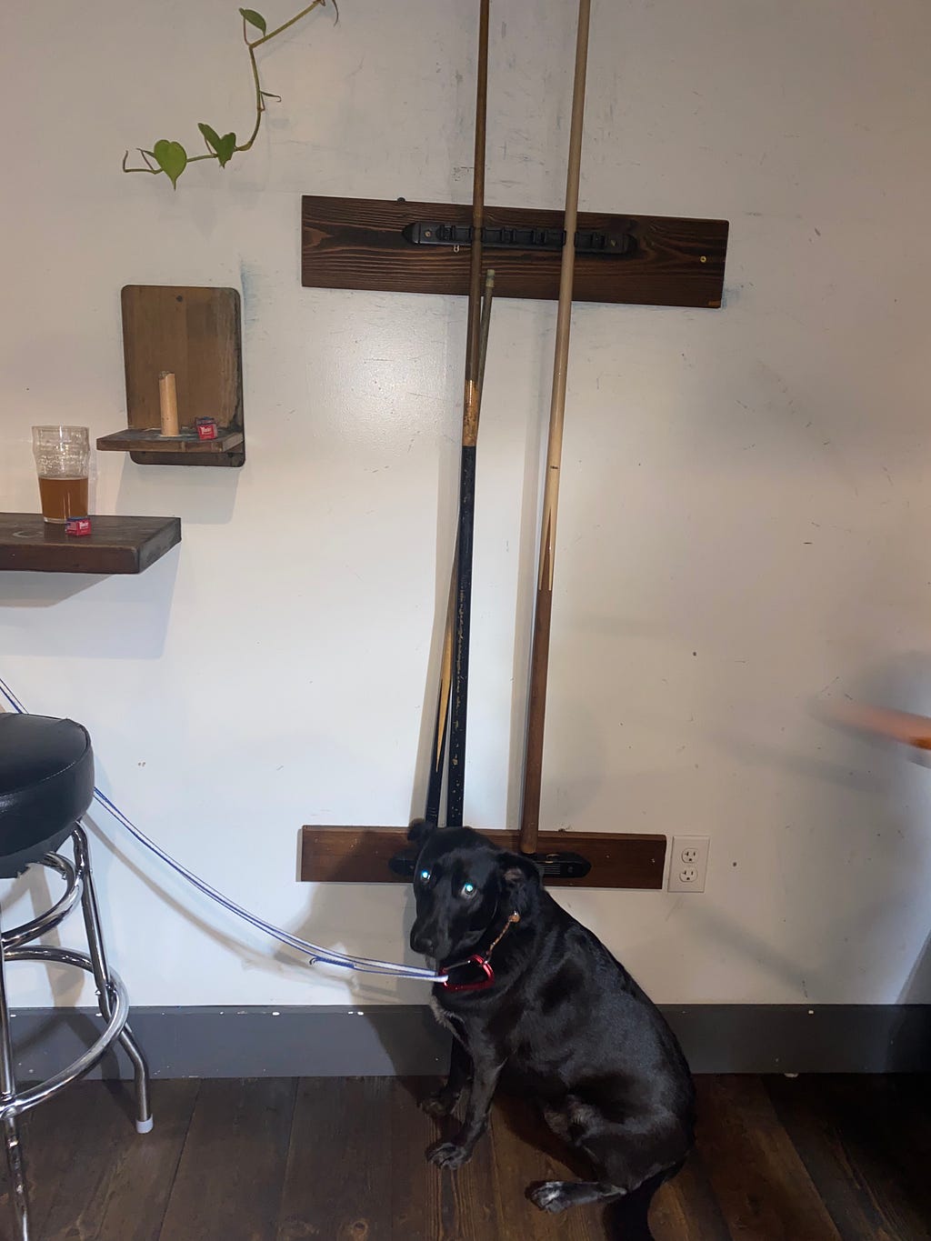 black dog with cue sticks