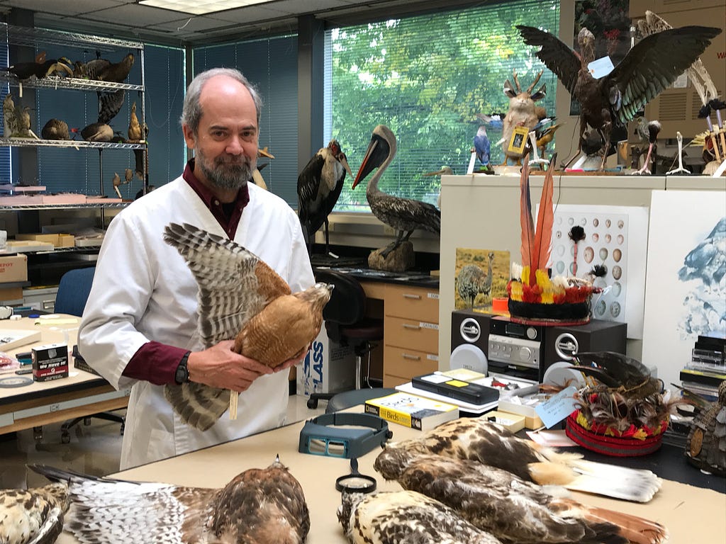 Dr. Pepper Trail, Senior Forensic Scientist and Ornithologist holding a hawk in the lab, full of birds and feathers.