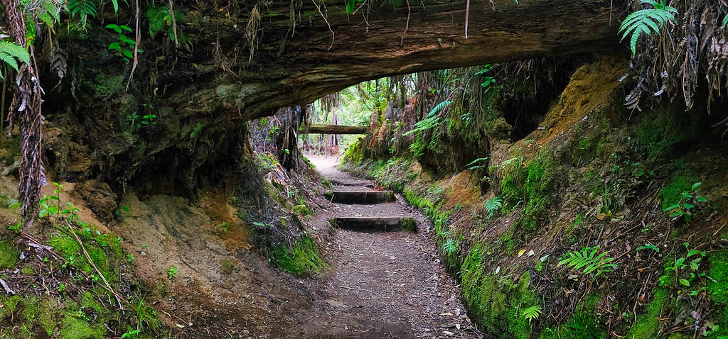 An moss covered pathway leading under a tree with steps going up towards more moss