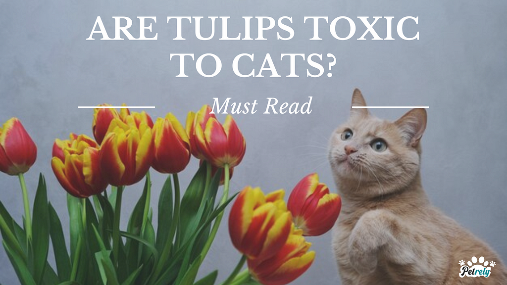 Are Tulips Toxic to Cats