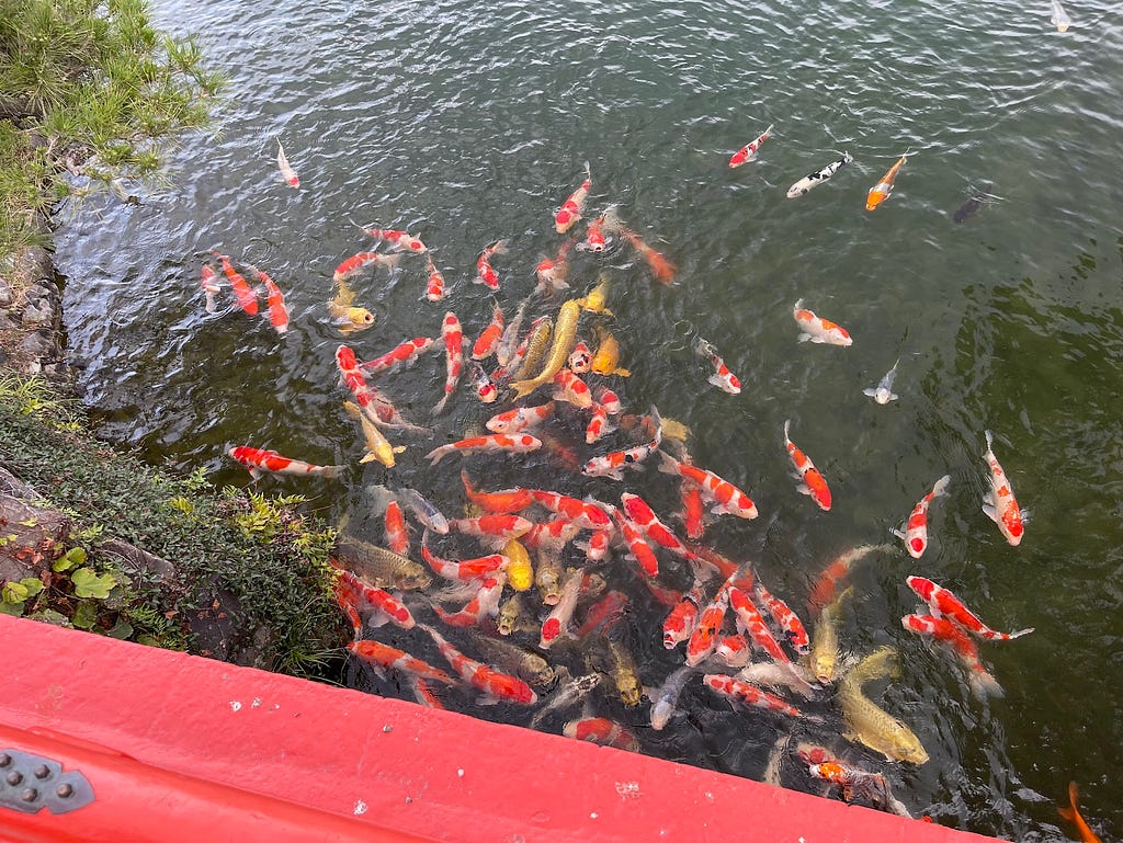 Hundreds of colorful and large koi fish scramble for food