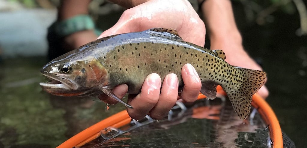 a brownish spotted trout in a woman’s hands