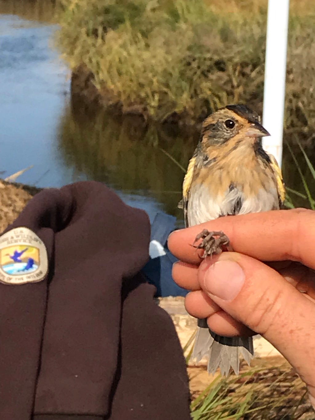 a biologist carefully holds a saltmarsh sparrow in one hand