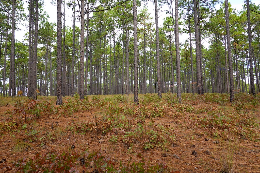 An array of longleaf pine trees