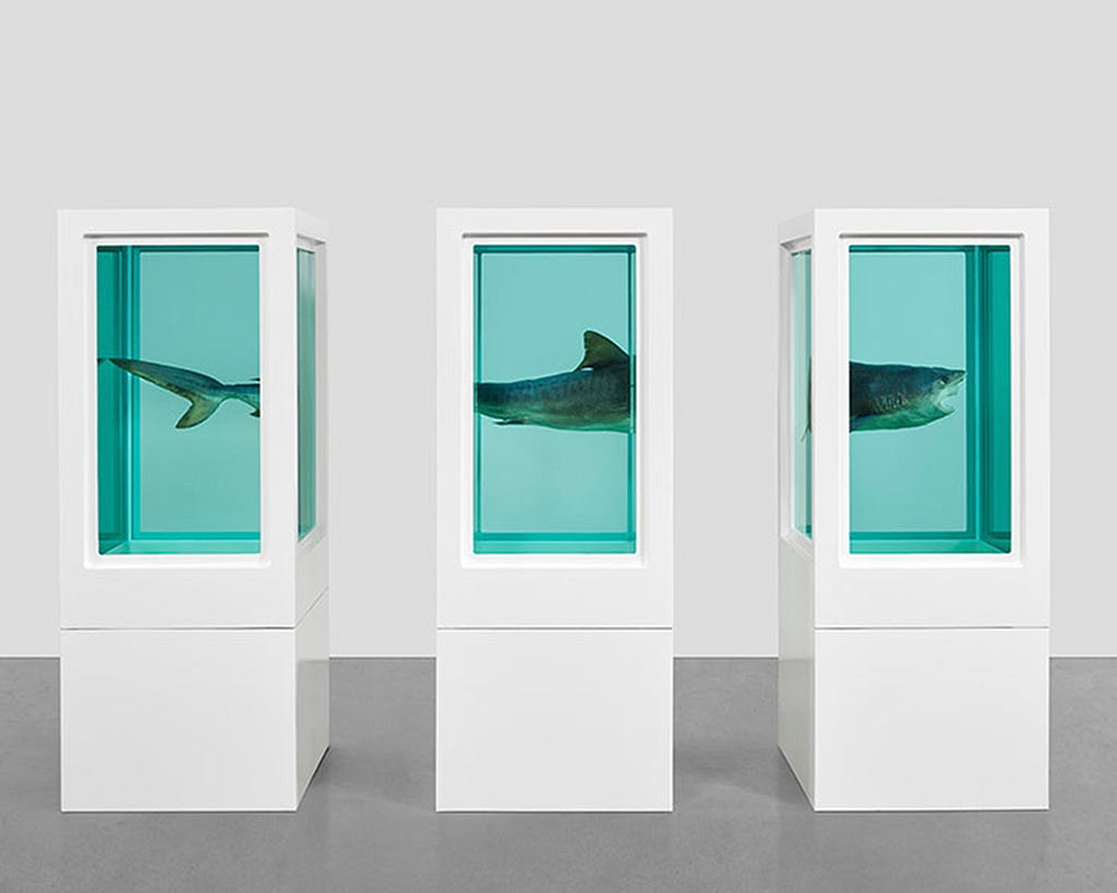 A small shark dissected into three pieces and suspended in three containers.
