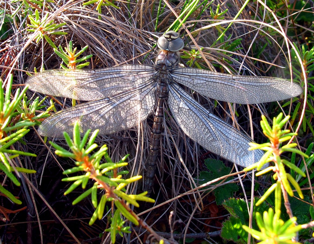 a dragon fly on vegetation