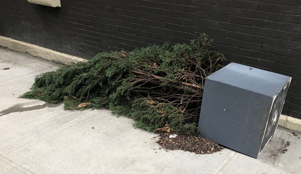 Tree in planter tipped over on sidewalk. Photo by Mauricio Matiz.